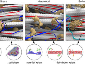 Chemists unlock the key to improving biofuel and biomaterial production