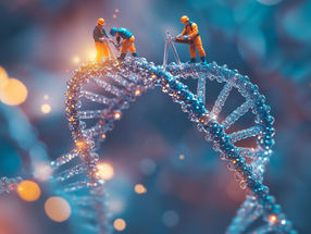 How human cells repair damaged DNA