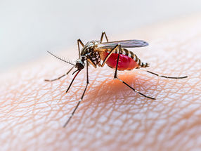 Oropouche-Virus: New risk for Europe?