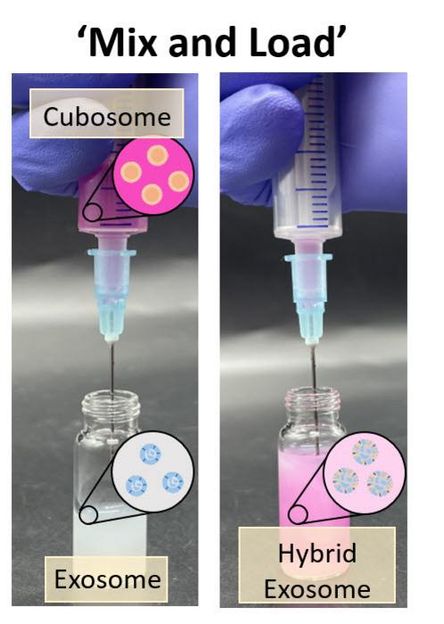 New method loads mRNA into exosomes in 10 minutes—just mix and go - KIST team develops cubosome-based method for loading large therapeutics without damaging exosomes